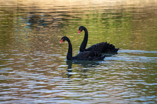 家禽家畜摄影 展现鹅的优雅与实用价值