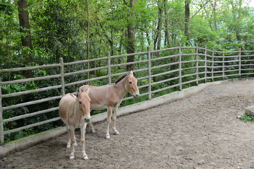家禽家畜动物摄影素材 毛驴的憨态与实用之美