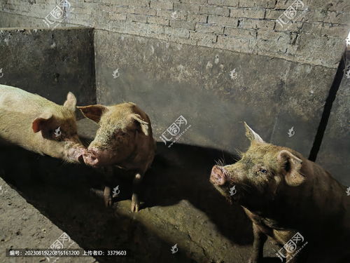 农村农户圈养动物的摄影艺术 从生活到工艺品的素材创作