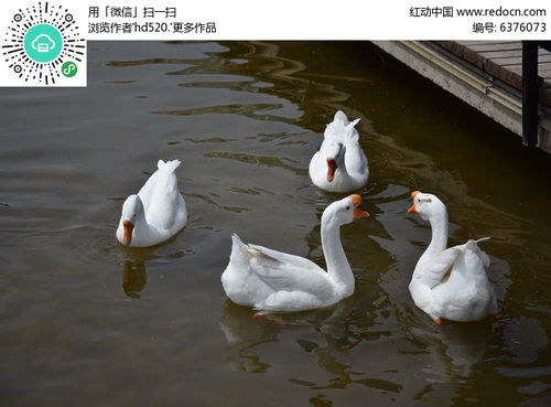 优雅定格 探秘红动网工艺品中的高清白色天鹅图片与艺术魅力