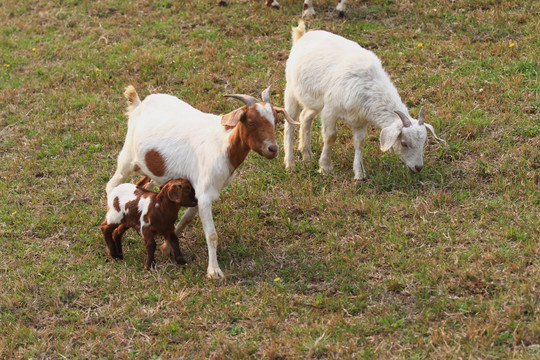 从家畜到家禽 人类餐桌上的伙伴