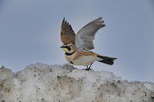 迷你高地牛图片素材下载 家畜摄影与工艺品的艺术融合