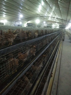 鹤壁市家禽家畜产业企业名录与行业发展概览