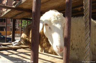 羊的瞬间 从田园牧歌到艺术定格