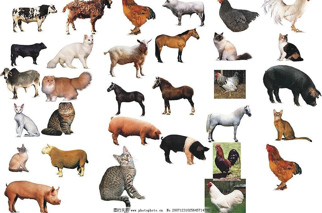 家畜家禽图像在工艺品创作中的艺术呈现与文化意蕴