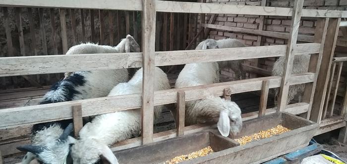 新农村建设 平衡人居环境与农民生计，探寻家禽家畜养殖的现代化路径