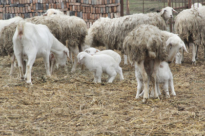 迷失的羔羊 动物摄影视角下的家禽家畜及其深层寓意
