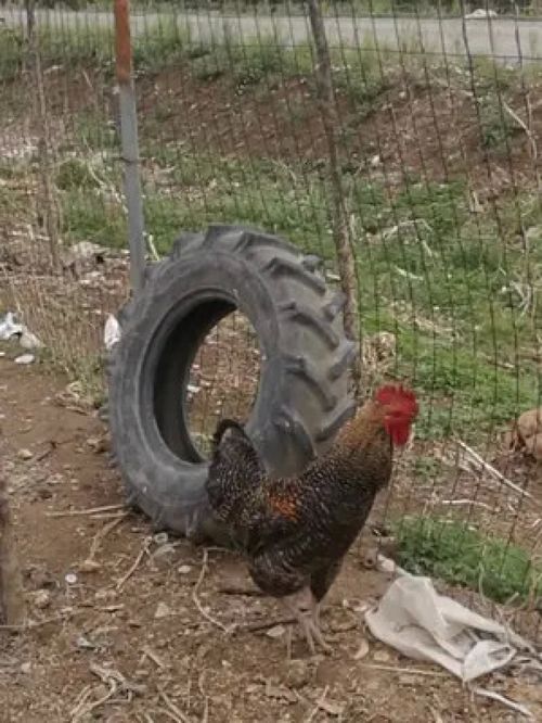 农家院里的伙伴们 随手拍中的家禽与家畜