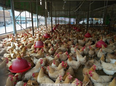 家禽家畜主题的鸡工艺品 传统与现代的完美融合