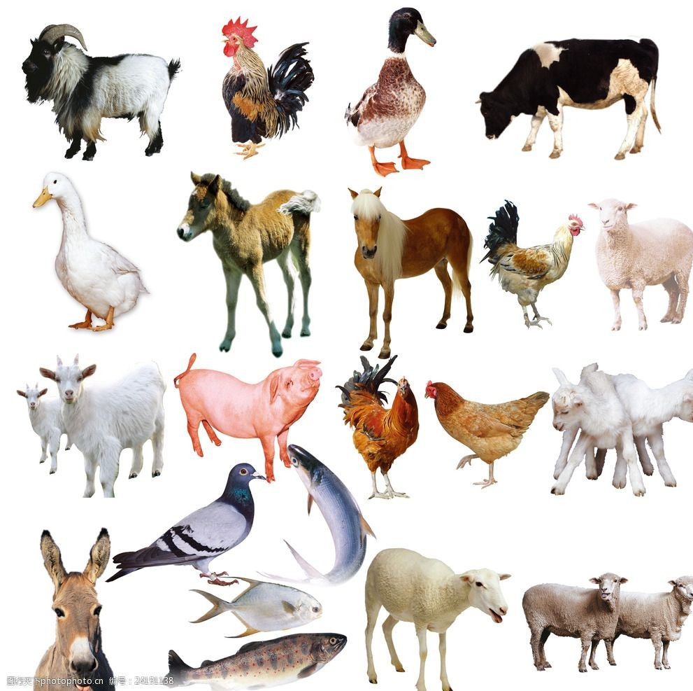 家禽家畜 人类文明的重要伙伴