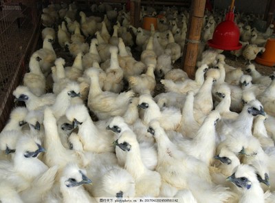 家禽与家畜 两种重要的农业动物类别