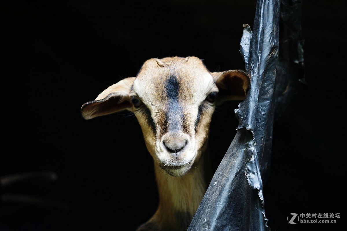 羊的摄影艺术与文化工艺品